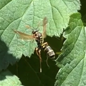 Polistes (Polistes) chinensis at Gordon, ACT - 3 Dec 2024 05:01 PM