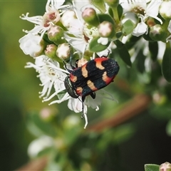 Castiarina sexplagiata (Jewel beetle) at Uriarra Village, ACT - 2 Dec 2024 by RAllen