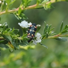 Castiarina sexplagiata at Uriarra Village, ACT - 2 Dec 2024