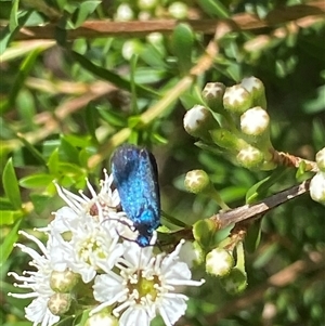 Pollanisus (genus) at Uriarra Village, ACT - 2 Dec 2024