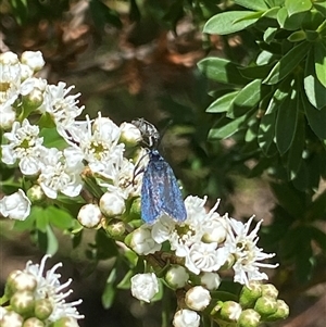 Pollanisus (genus) at Uriarra Village, ACT - 2 Dec 2024