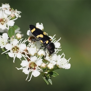 Castiarina australasiae at Uriarra Village, ACT - 2 Dec 2024 02:26 PM