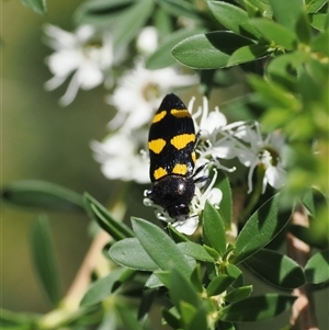 Castiarina australasiae at Uriarra Village, ACT - 2 Dec 2024 02:26 PM