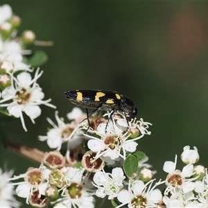 Castiarina australasiae at Uriarra Village, ACT - 2 Dec 2024 02:26 PM