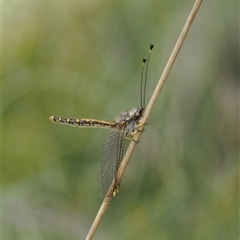 Ascalaphidae (family) (Owlfly) at Uriarra Village, ACT - 2 Dec 2024 by RAllen