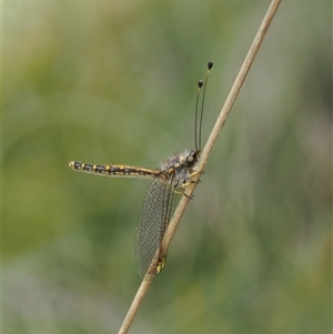 Ascalaphidae (family) at Uriarra Village, ACT - 2 Dec 2024 02:45 PM