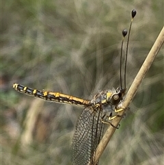 Ascalaphidae (family) at Uriarra Village, ACT - 2 Dec 2024 02:45 PM