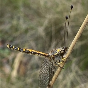 Ascalaphidae (family) at Uriarra Village, ACT - 2 Dec 2024 02:45 PM