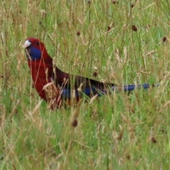 Platycercus elegans (Crimson Rosella) at Kangaroo Valley, NSW - 3 Dec 2024 by lbradley