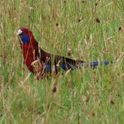 Platycercus elegans (Crimson Rosella) at Kangaroo Valley, NSW - 3 Dec 2024 by lbradley