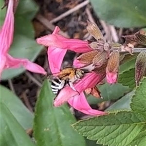 Amegilla sp. (genus) at Gordon, ACT - 17 Nov 2024