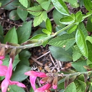 Amegilla sp. (genus) at Gordon, ACT - 17 Nov 2024