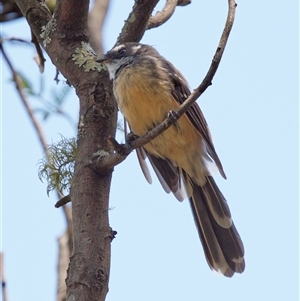 Rhipidura albiscapa (Grey Fantail) at Paddys River, ACT by RomanSoroka