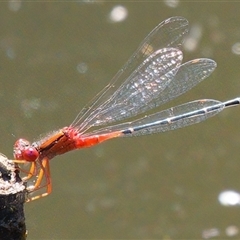 Xanthagrion erythroneurum at Paddys River, ACT - 1 Mar 2024 by RomanSoroka