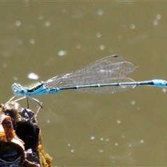 Austroagrion watsoni (Eastern Billabongfly) at Paddys River, ACT - 1 Mar 2024 by RomanSoroka