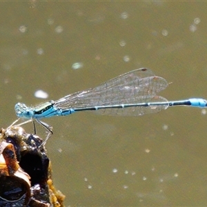 Austroagrion watsoni at Paddys River, ACT - 1 Mar 2024 02:12 PM