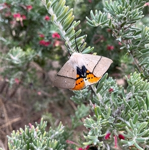 Gastrophora henricaria (Fallen-bark Looper, Beautiful Leaf Moth) at Bonython, ACT by GG