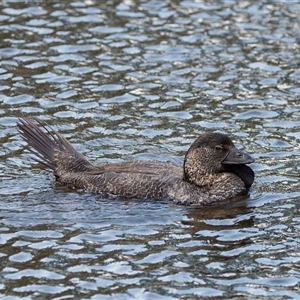 Biziura lobata (Musk Duck) at Paddys River, ACT by RomanSoroka