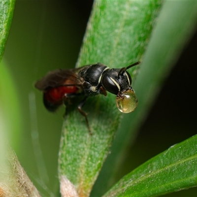 Hylaeus (Prosopisteron) littleri (Hylaeine colletid bee) at Downer, ACT - 3 Dec 2024 by RobertD