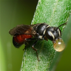 Hylaeus (Prosopisteron) littleri at Downer, ACT - 3 Dec 2024 02:33 PM