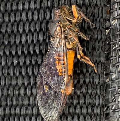 Yoyetta robertsonae (Clicking Ambertail) at Mitchell, ACT - 3 Dec 2024 by SteveBorkowskis