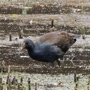 Gallinula tenebrosa (Dusky Moorhen) at Paddys River, ACT by RomanSoroka