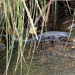 Pseudechis porphyriacus (Red-bellied Black Snake) at Paddys River, ACT - 1 Mar 2024 by RomanSoroka