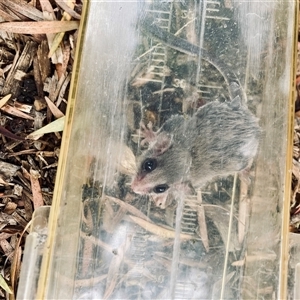 Petaurus notatus at Tathra, NSW by Suzhop