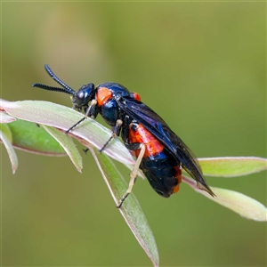 Lophyrotoma interrupta at Uriarra Village, ACT - 2 Dec 2024