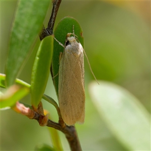 Telocharacta metachroa (A concealer moth) at Uriarra Village, ACT by DPRees125