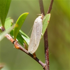 Telocharacta metachroa at Uriarra Village, ACT - 2 Dec 2024 02:55 PM