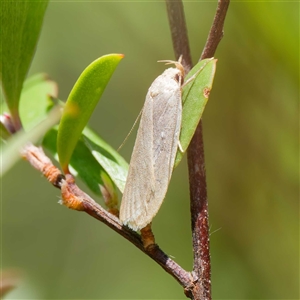 Telocharacta metachroa at Uriarra Village, ACT - 2 Dec 2024 02:55 PM