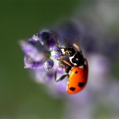 Hippodamia variegata (Spotted Amber Ladybird) at Wallaroo, NSW - 3 Dec 2024 by Jek