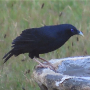 Ptilonorhynchus violaceus (Satin Bowerbird) at Kangaroo Valley, NSW by lbradley