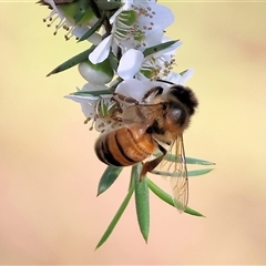 Apis mellifera (European honey bee) at Yackandandah, VIC - 1 Dec 2024 by KylieWaldon