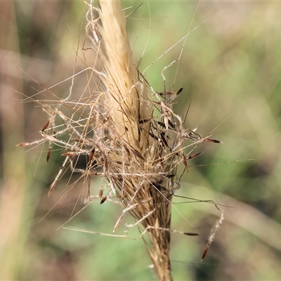 Austrostipa densiflora at Yackandandah, VIC - 2 Dec 2024 by KylieWaldon