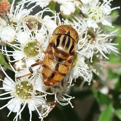 Eristalinus punctulatus (Golden Native Drone Fly) at Yackandandah, VIC - 1 Dec 2024 by KylieWaldon