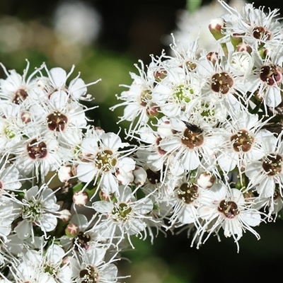 Kunzea ericoides at Yackandandah, VIC - 1 Dec 2024 by KylieWaldon