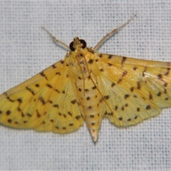 Conogethes punctiferalis at Sheldon, QLD - 14 Jan 2008 by PJH123