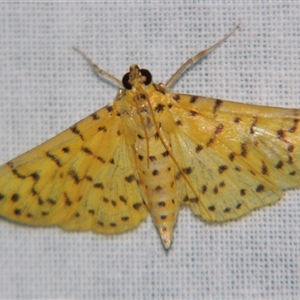 Conogethes punctiferalis at Sheldon, QLD by PJH123