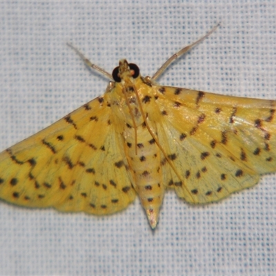 Conogethes punctiferalis at Sheldon, QLD - 14 Jan 2008 by PJH123