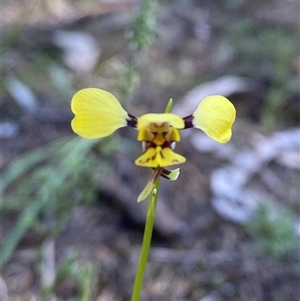 Diuris goonooensis (Western Donkey Orchid) at Walleroobie, NSW by Tapirlord