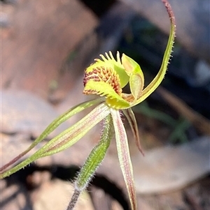 Caladenia sp. (hybrid) (Spider Orchid Hybrid) at Walleroobie, NSW by Tapirlord