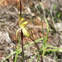 Caladenia arenaria (Sand-hill Spider Orchid) by Tapirlord