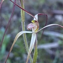 Caladenia flaccida at Walleroobie, NSW - 4 Sep 2024 by Tapirlord