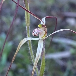 Caladenia flaccida at Walleroobie, NSW by Tapirlord