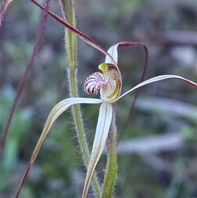 Caladenia flaccida at Walleroobie, NSW - 4 Sep 2024 by Tapirlord