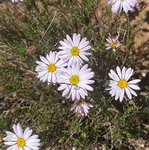 Minuria leptophylla (Native Daisy) at Walleroobie, NSW by Tapirlord