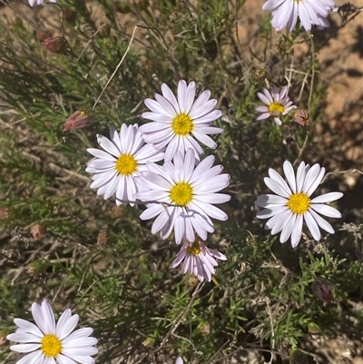 Minuria leptophylla (Native Daisy) at Walleroobie, NSW - 4 Sep 2024 by Tapirlord