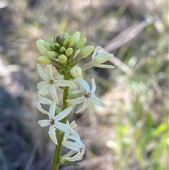 Stackhousia monogyna (Creamy Candles) at Walleroobie, NSW - 4 Sep 2024 by Tapirlord